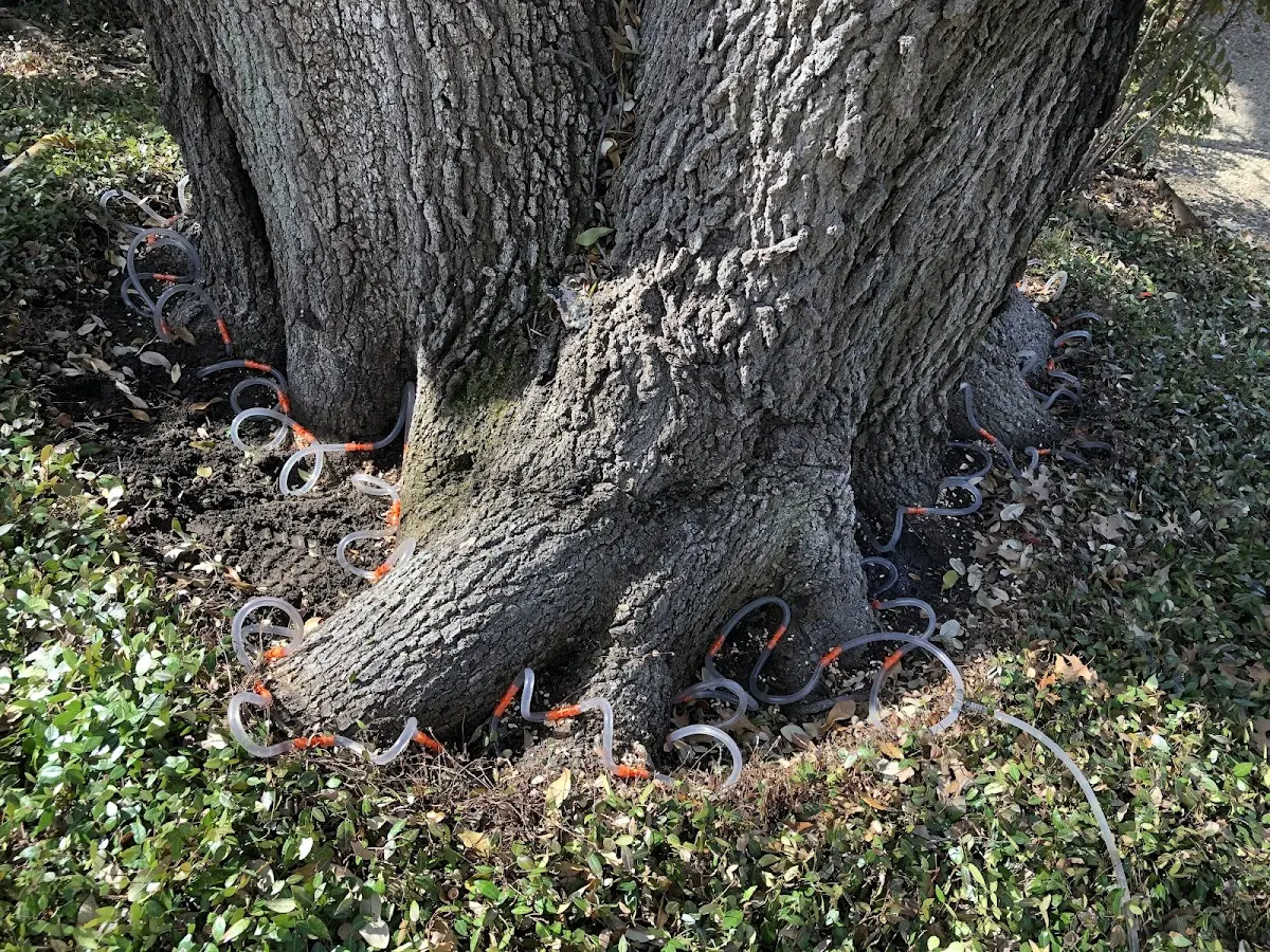Detailed Tree Cabling and Bracing job site in Grand Valley