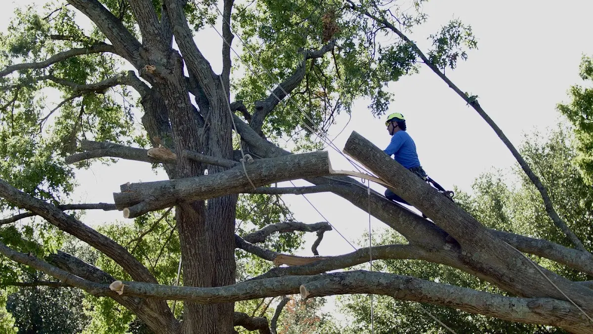 Professional Hazardous Tree Removal performed by certified arborists in Grand Valley