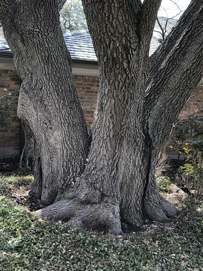 Mature heritage tree close to a Grand Valley property cared for by certified arborists